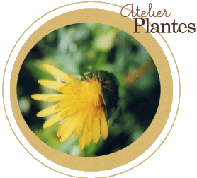 Ateliers plantes