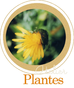 Atelier plantes - Pr&eacute;sentation